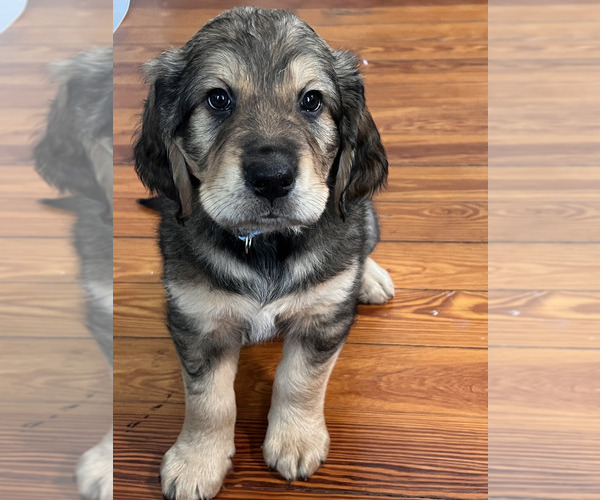 Medium Photo #1 Bernedoodle-English Cream Golden Retriever Mix Puppy For Sale in MONTCLAIR, NJ, USA