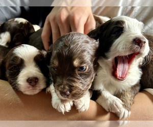 Aussiedoodle Miniature  Puppy for Sale in PARKER, Colorado USA
