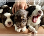 Litter of 6 - Male(s) and Female(s) Aussiedoodle Miniature Litter of Puppies for Sale - Small photo