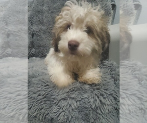 Havanese Puppy for sale in GOSHEN, IN, USA