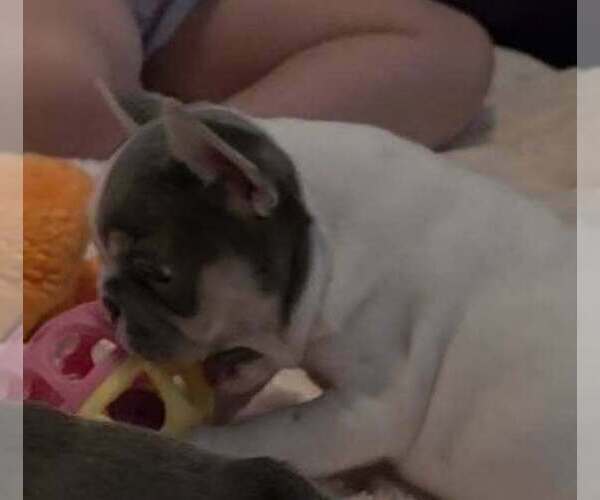 Medium Photo #9 French Bulldog Puppy For Sale in BOSTON, KY, USA