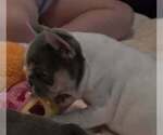 Small #8 French Bulldog