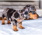 Small #5 Dachshund