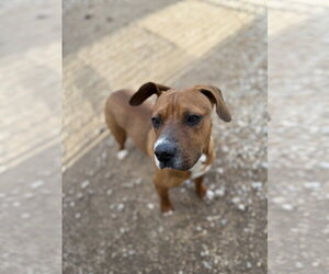 AJ - Male American Pit Bull Terrier-Labrador Retriever Mix Dog for Adoption - Photo #5