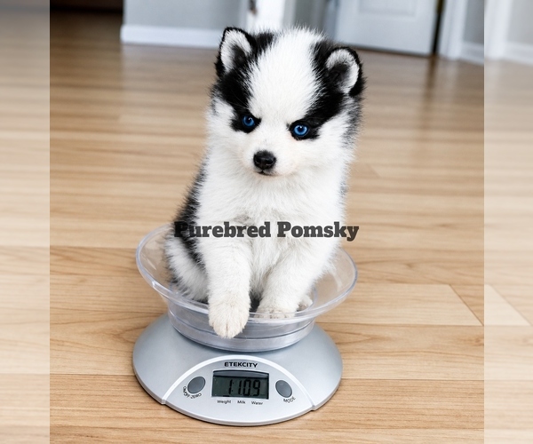 Medium Photo #1 Pomsky Puppy For Sale in KANSAS CITY, MO, USA