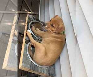 Gracie - Female Mutt Dog for Adoption - Photo #5