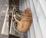 Small Photo #5 Mutt Puppy For Sale in Garden City, NY, USA
