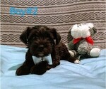 Puppy Puppy 2 Schnauzer (Miniature)