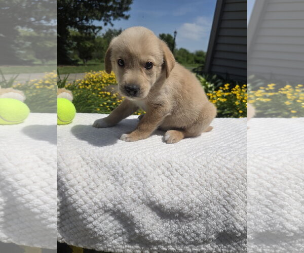 Medium Photo #6 Golden Retriever-Unknown Mix Puppy For Sale in SHERBURNE, NY, USA