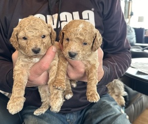 Goldendoodle (Miniature) Puppy for sale in LINWOOD, MI, USA