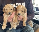 Small Photo #1 Goldendoodle (Miniature) Puppy For Sale in LINWOOD, MI, USA