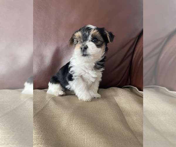 Medium Photo #3 Yorkshire Terrier Puppy For Sale in DENVER, CO, USA