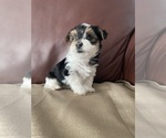 Small #2 Yorkshire Terrier