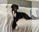 Small Greyhound-Saluki Mix