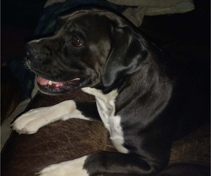 Mother of the Boxer puppies born on 07/25/2026