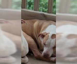 American Staffordshire Terrier Dogs for adoption in San Antonio, TX, USA