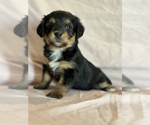 Corgipoo Puppy for sale in LONGMONT, CO, USA
