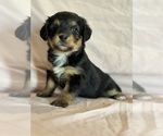 Rainbow - Female Corgipoo Puppy for Sale - Small photo