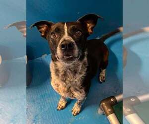 Mutt Dogs for adoption in Calgary, Alberta, Canada