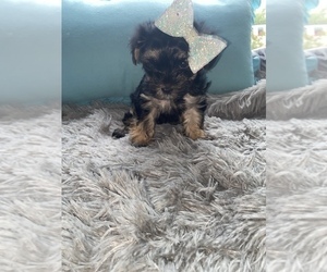 Morkie Puppy for sale in BEECH GROVE, IN, USA
