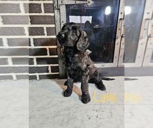 Goldendoodle Puppy for sale in HICKSVILLE, OH, USA