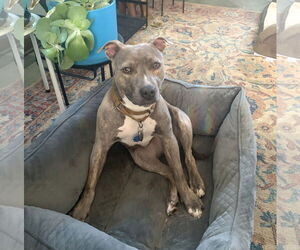 Mutt Dogs for adoption in Rockville, MD, USA