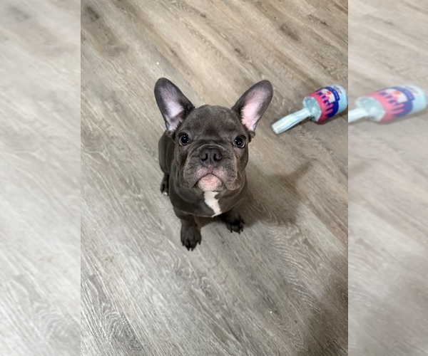 Medium Photo #4 French Bulldog Puppy For Sale in NASHVILLE, TN, USA