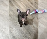 Small #3 French Bulldog