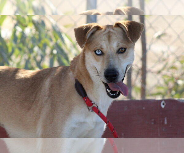 Medium Photo #3 Labrador Retriever-Unknown Mix Puppy For Sale in El Centro, CA, USA
