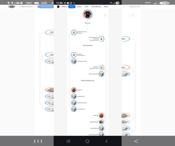 Medium Photo #2 Labrador Retriever-Unknown Mix Puppy For Sale in Croydon, NH, USA