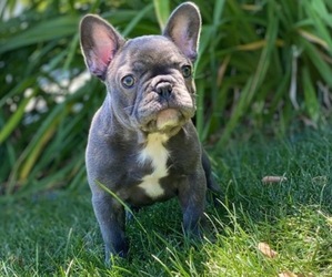 French Bulldog Puppy for sale in BAKERSFIELD, CA, USA