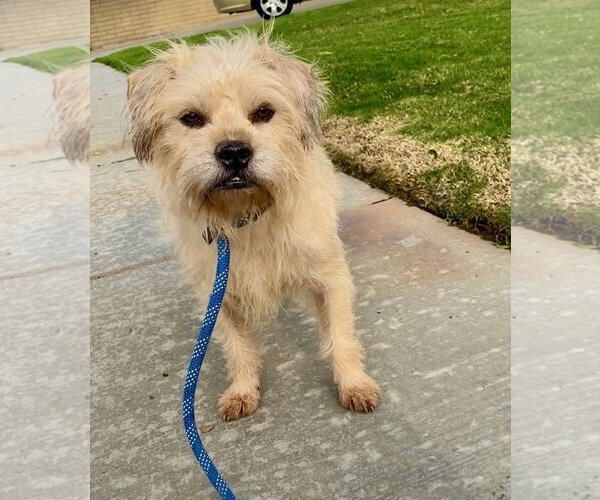 Medium Photo #5 Cairn Terrier-Wheaten Terrier Mix Puppy For Sale in Newport Beach, CA, USA