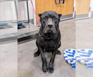 Mutt Dogs for adoption in Forestville, MD, USA