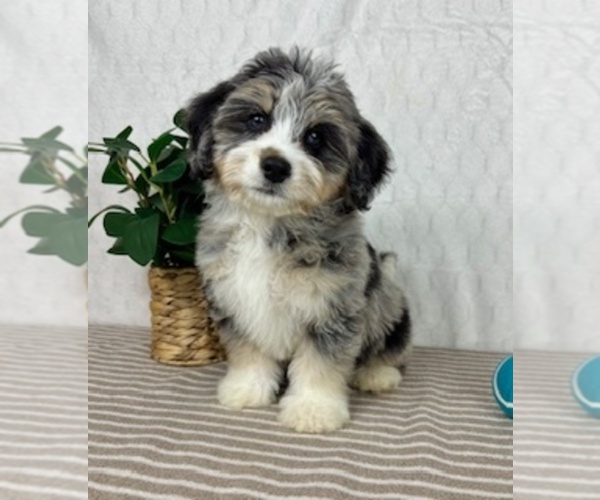 Medium Photo #2 Miniature Bernedoodle Puppy For Sale in GREENFIELD, IN, USA