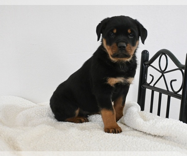 Medium Photo #3 Rottweiler Puppy For Sale in FREDERICKSBURG, OH, USA