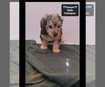 Sawyer - Male Yorkipoo Puppy for Sale - Photo #3