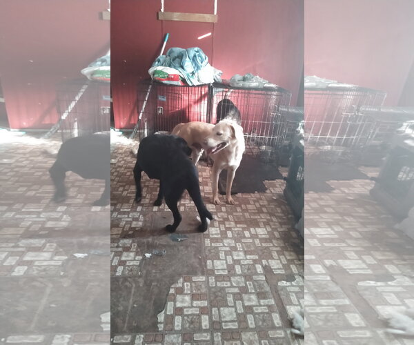 Medium Photo #8 Labrador Retriever-Unknown Mix Puppy For Sale in Orange Grove, TX, USA