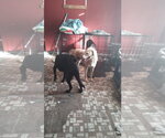 Small #7 Labrador Retriever Mix