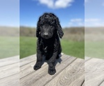 Small Photo #4 Labradoodle Puppy For Sale in CHARITON, IA, USA