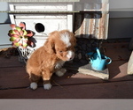 Small Photo #2 Poodle (Miniature) Puppy For Sale in GREENWOOD, WI, USA