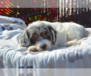 Medium Cavapoo