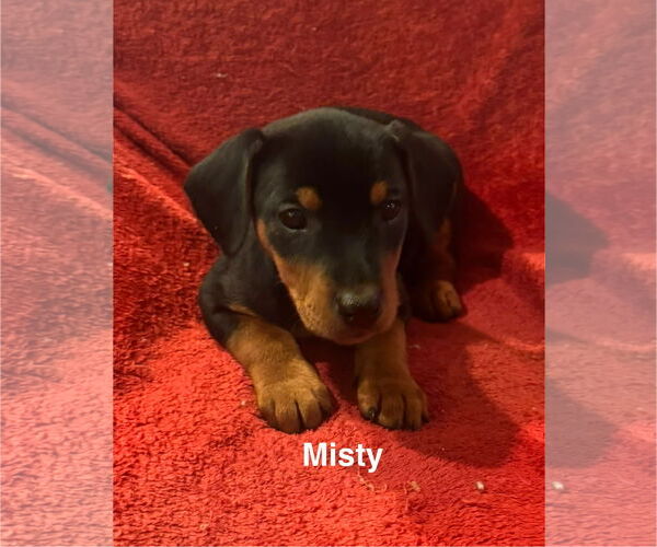 Medium Photo #1 Doberman Pinscher-Unknown Mix Puppy For Sale in Pottstown, PA, USA