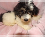 Small Photo #2 Bichpoo Puppy For Sale in PATERSON, NJ, USA