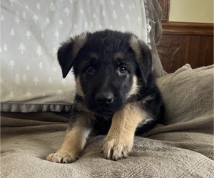 German Shepherd Dog Puppy for sale in THORP, WI, USA
