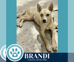 Small #1 Boxer-German Shepherd Dog Mix