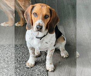 Beagle Dogs for adoption in Gilberts, IL, USA