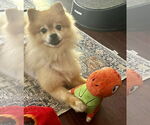 Small #5 Pomeranian