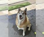 Small Siberian Husky