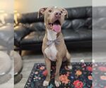 Small #4 American Pit Bull Terrier Mix