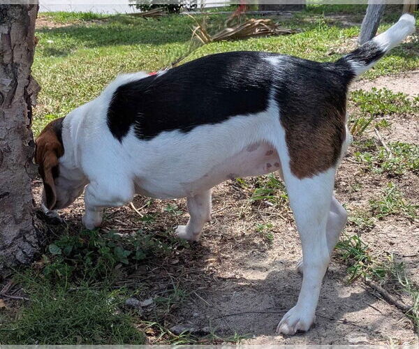 Medium Photo #8 Beagle Puppy For Sale in Dunnellon, FL, USA